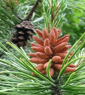 Pine/Skovfyr